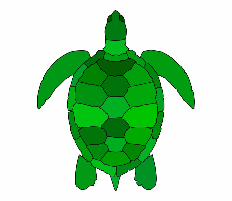Turtle Animal Reptile Water Green Ocean Shell