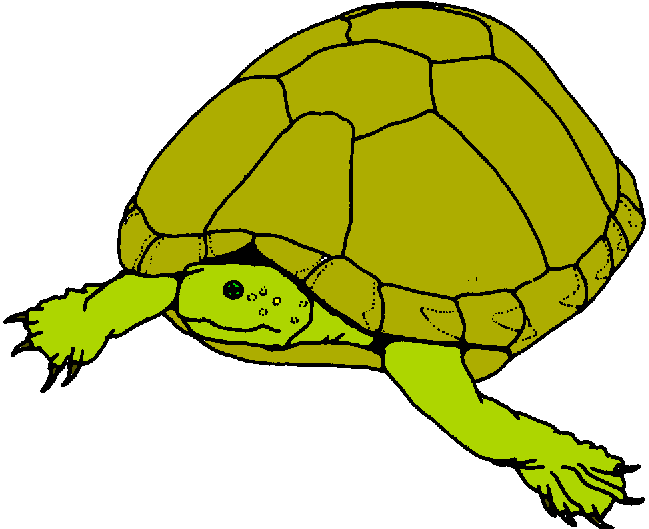 turtle image clipart realistic