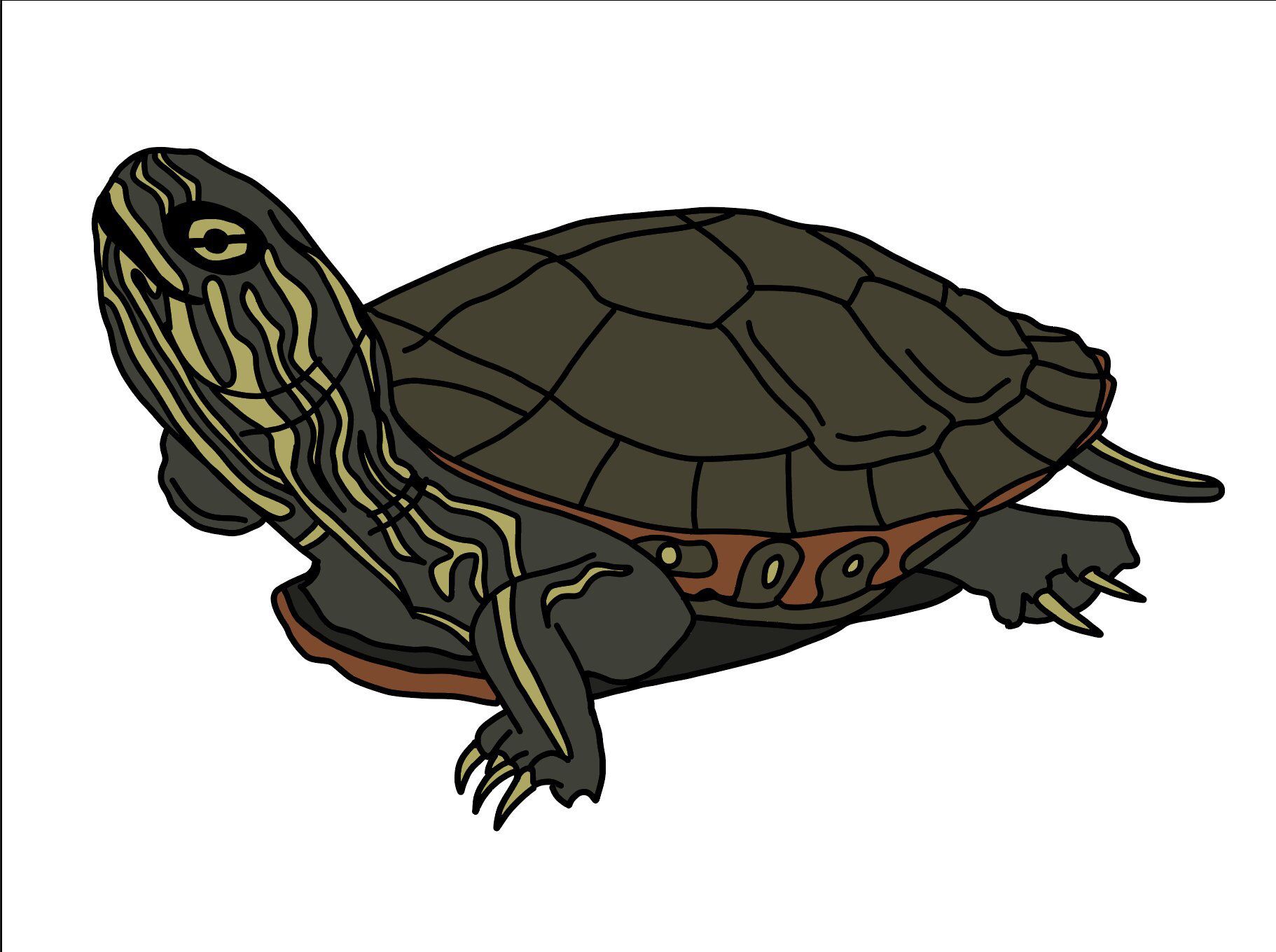 turtle image clipart water