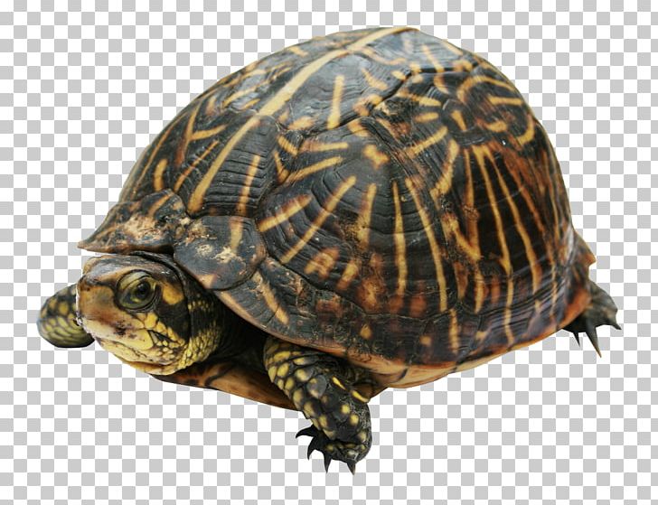 Eastern box turtle.