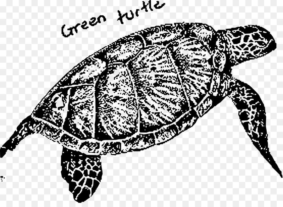 turtles green clipart box turtle