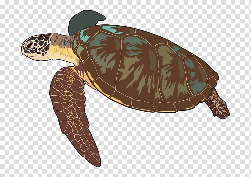 Loggerhead sea turtle.