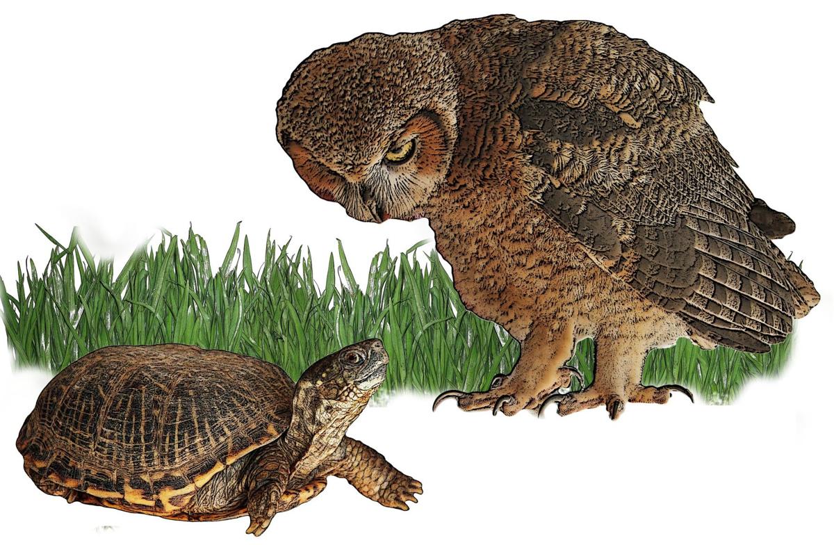 The Owl and the Box Turtle