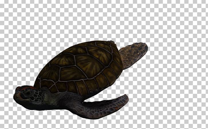 Box Turtles Green Sea Turtle Tortoise PNG, Clipart, Animal
