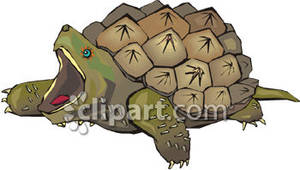 turtles green clipart freshwater turtle