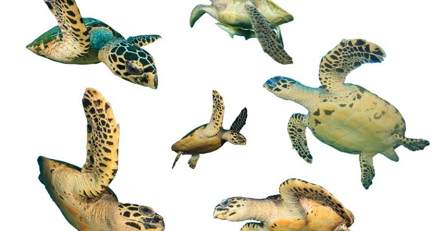 Different types turtles.