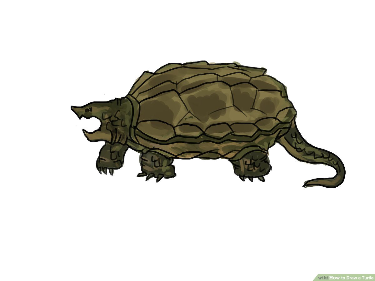 4 Ways to Draw a Turtle