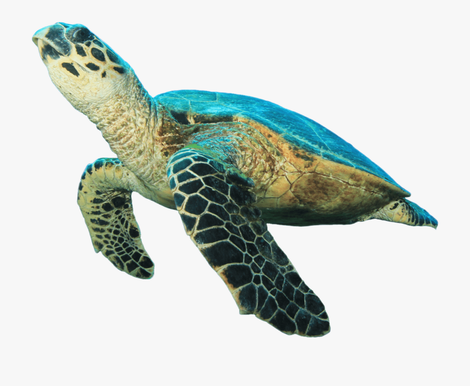 Sea turtle prehistoric.