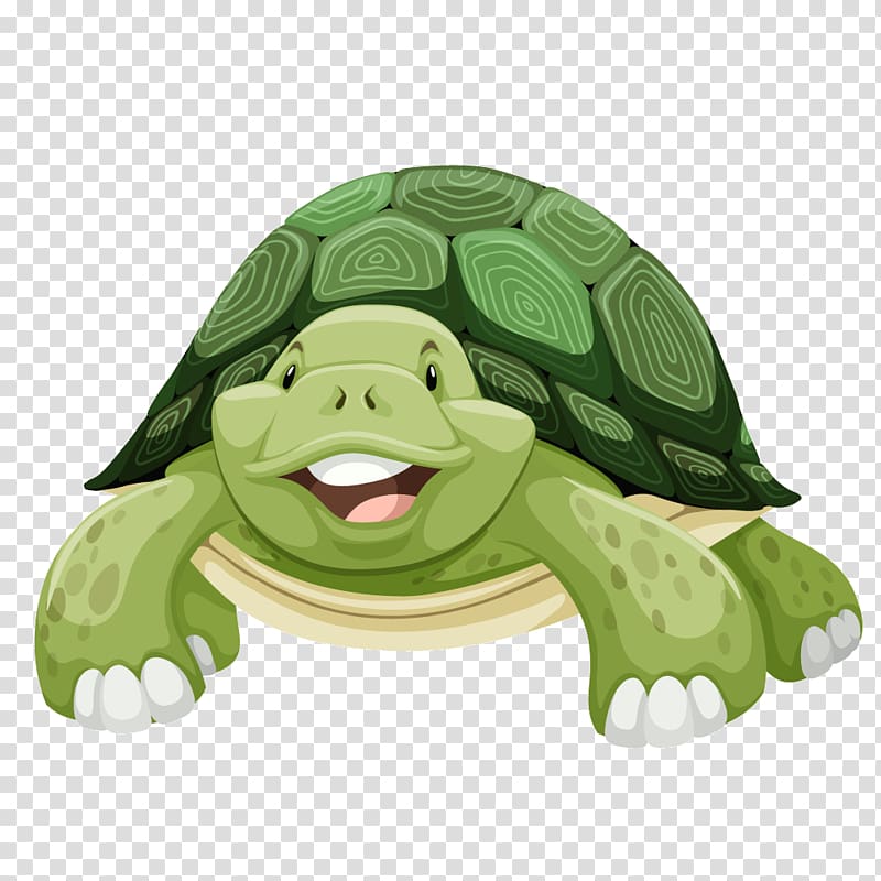 Green tortoise illustration.