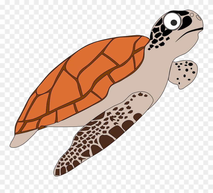 Sea turtles clipart.