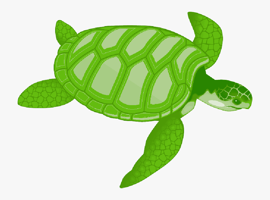 turtles green clipart tropical sea turtle