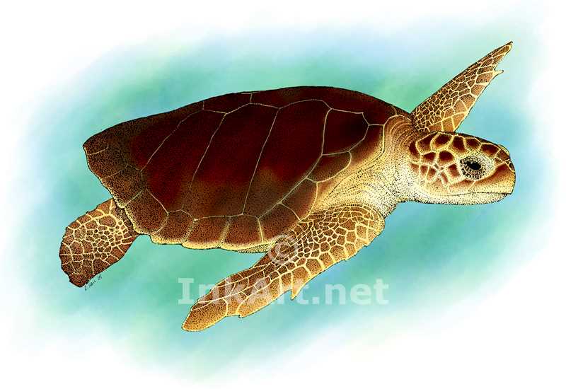 Free Scientific Illustrattion Of Image Of A Sea Turtle