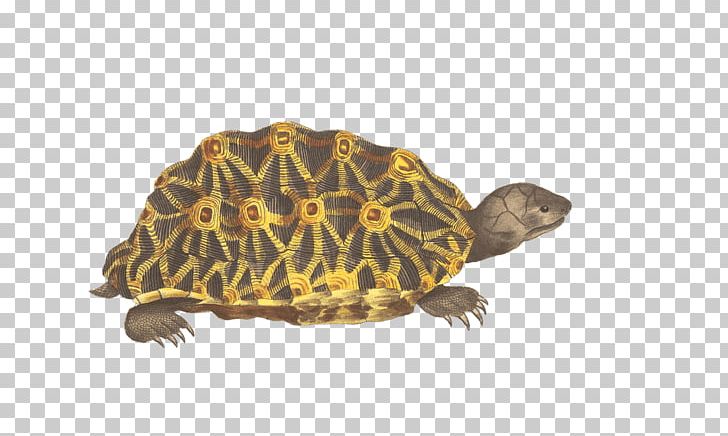Turtle Green And Yellow PNG, Clipart, Animals, Turtles Free