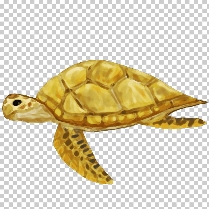 Box turtles Sea turtle Tortoise, turtle PNG clipart