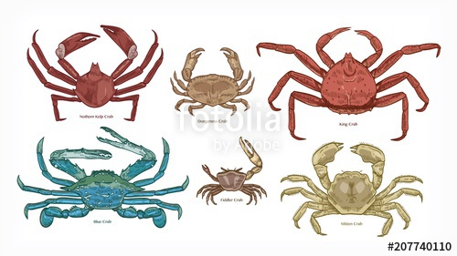 Bundle of colorful drawings of different types of crabs