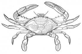 Free printable images blue crab