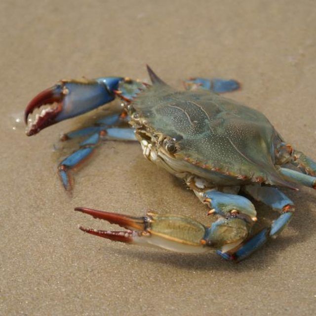 When Are Maryland Blue Crabs in Season
