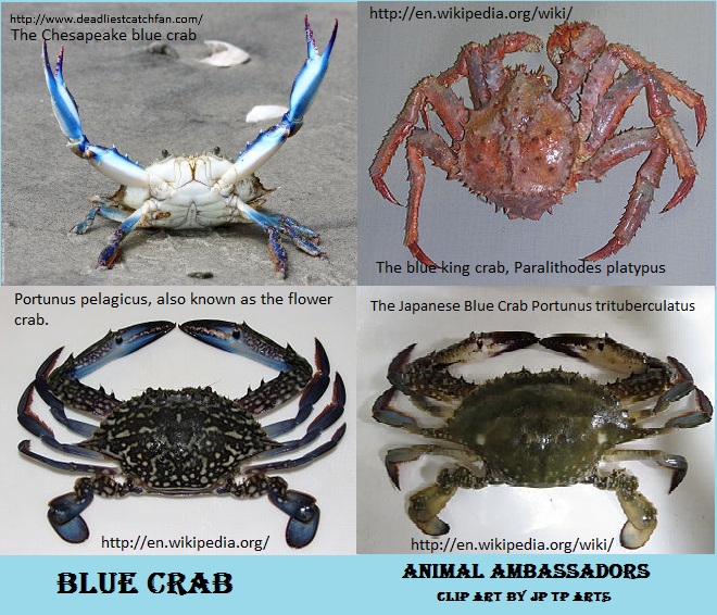 types of crabs clipart blue crab
