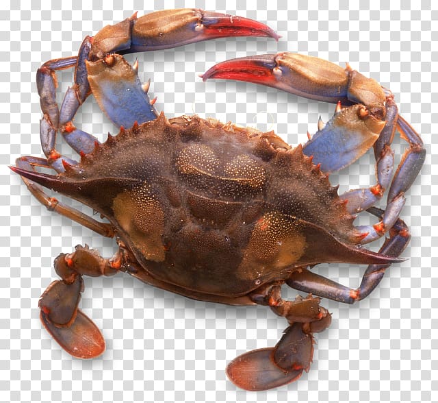 Dungeness crab chesapeake.