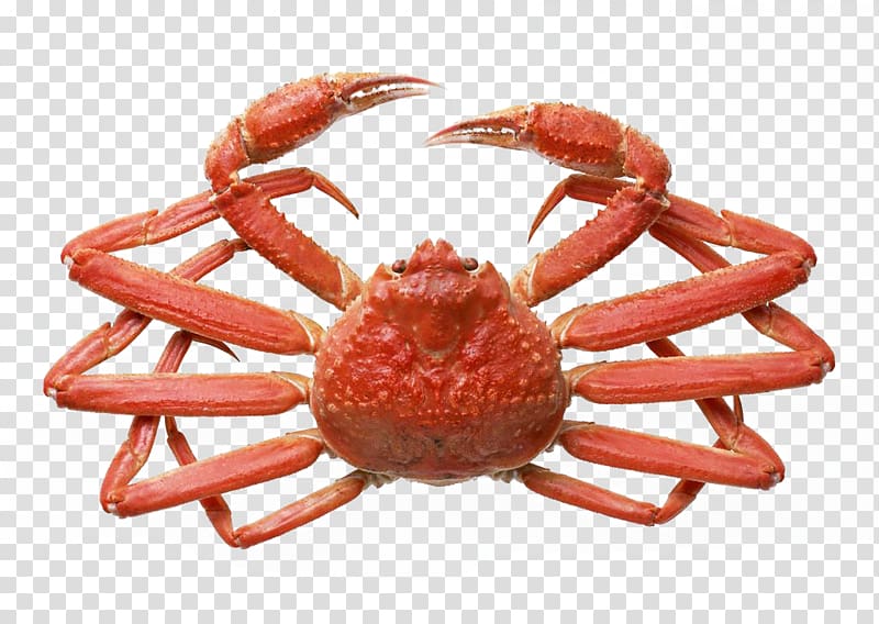 Yangcheng Lake Snow crab Red king crab Dungeness crab, Crabs