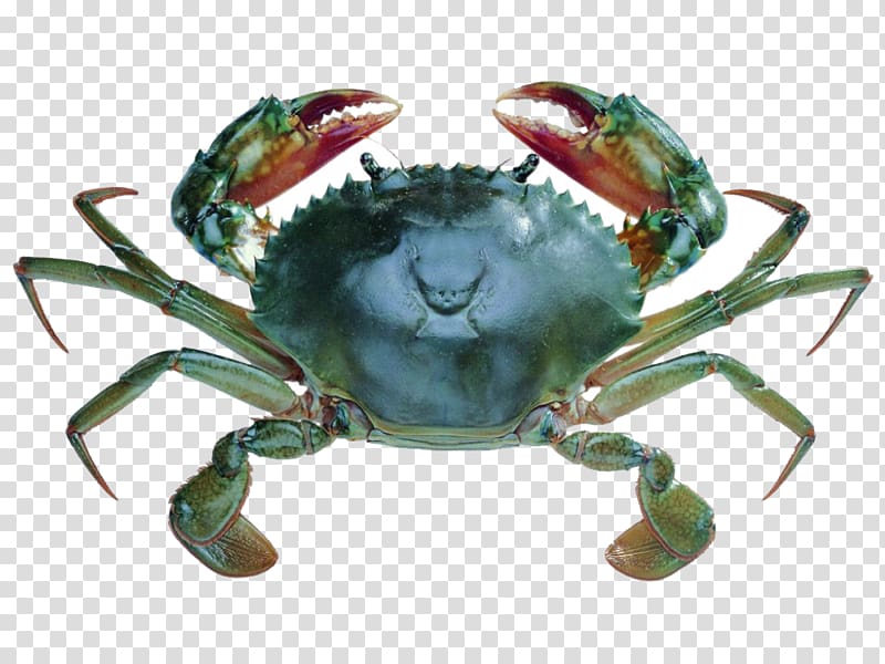 Giant mud crab Chinese mitten crab Flower crab, Crabs