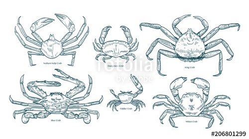 Collection of elegant drawings of various types of crabs