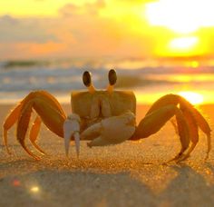 Best crab pics.