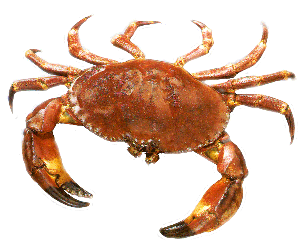 Crabs clipart land water animal, Crabs land water animal