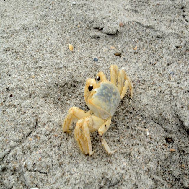 Ghost crab cocoa.