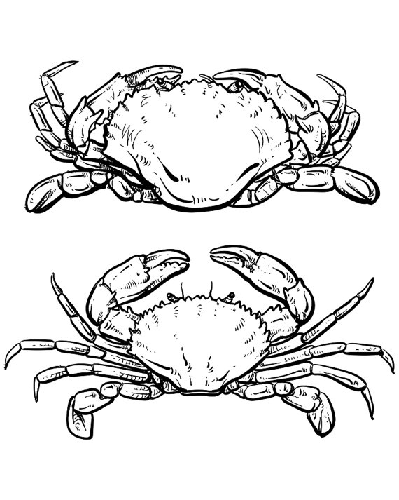 types of crabs clipart outline style