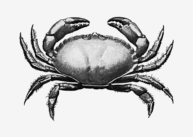 Crab Vectors, Photos and PSD files