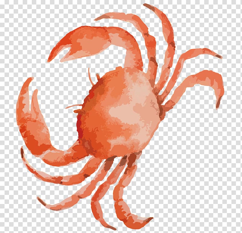 Crab illustration, Dungeness crab Seafood, Drawing crabs