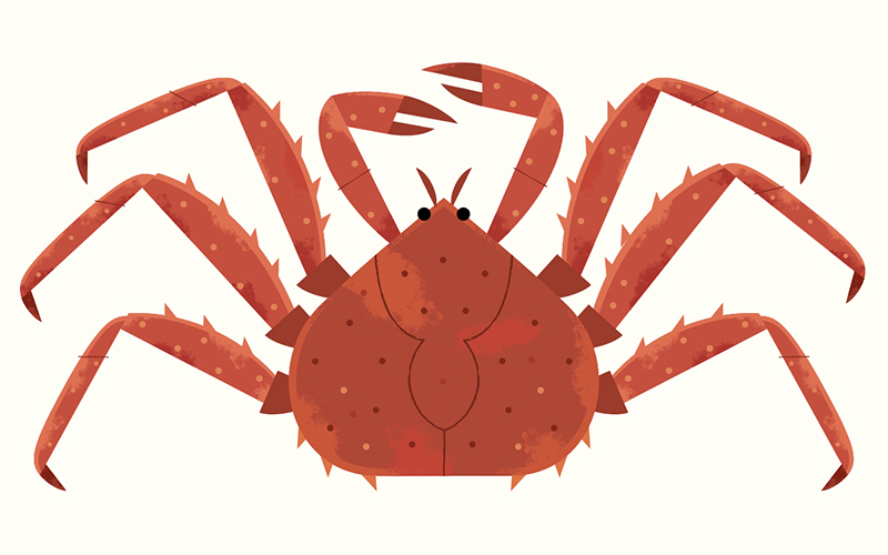 types of crabs clipart shellfish