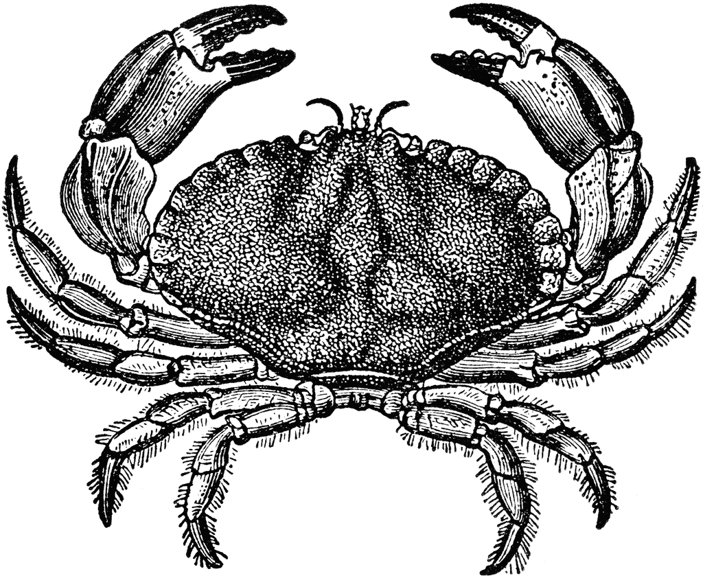 Dungeness crab art.