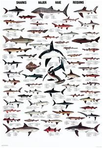 Sharks sharks unit.