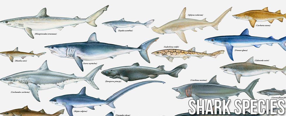 Types species sharks.