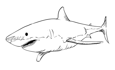 Learn how to draw a Great White Shark through an easy step