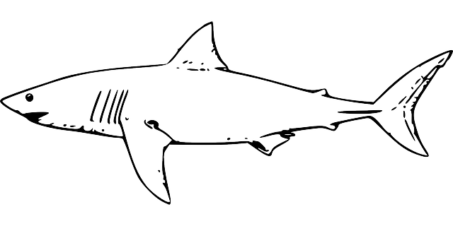 types of sharks clipart easy