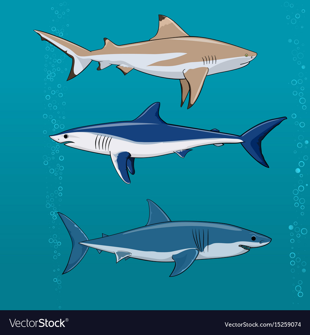 Common sharks set vector image