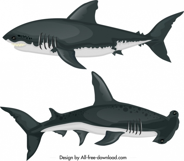 types of sharks clipart flat