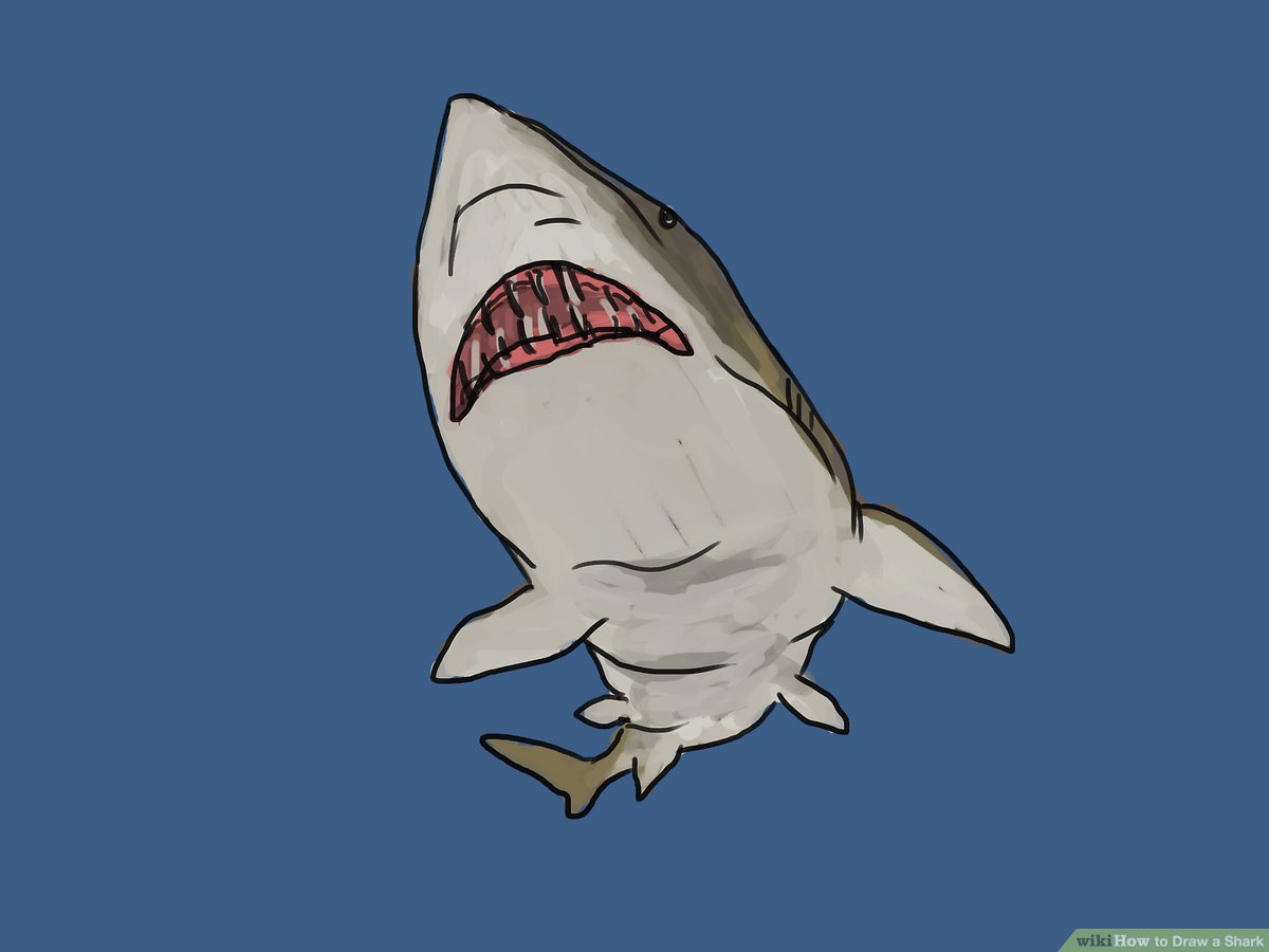 Ways draw shark.