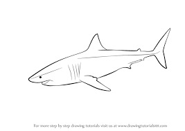 Image result for simple shark drawing