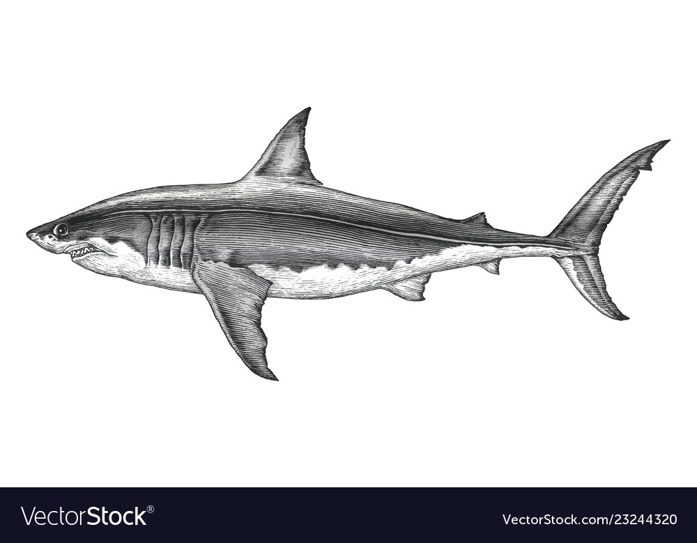types of sharks clipart hand drawn