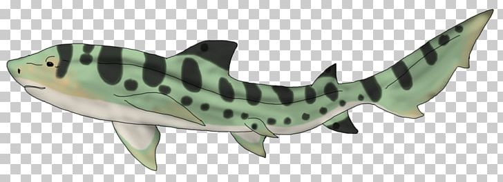 Leopard shark drawing.