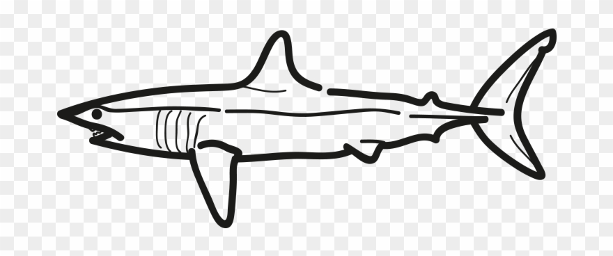 Mako shark shortfin.