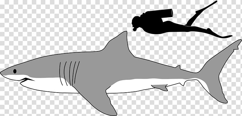 Great white shark Megalodon Lamniformes Tiger shark , Black