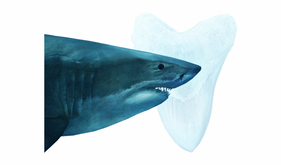 types of sharks clipart megalodon