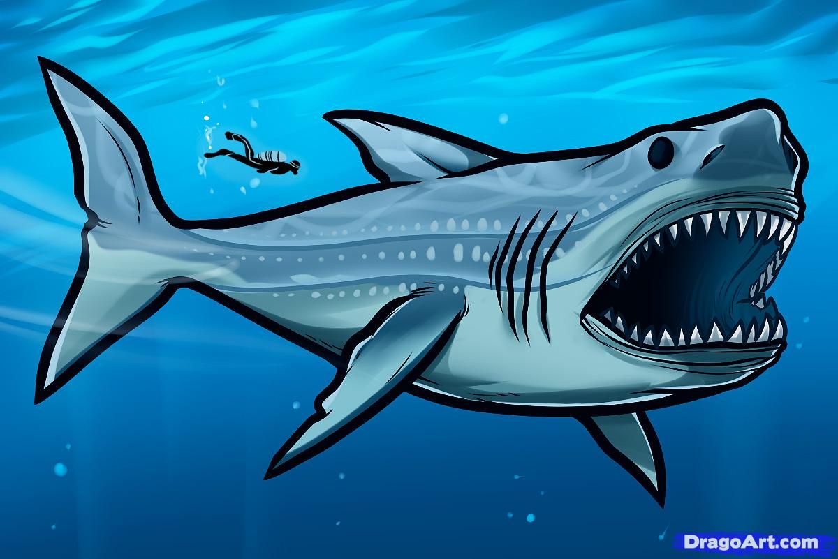 Drawing megalodon, megalodon shark, Added by Dawn, January
