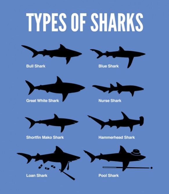 Types shark bwahahahahahahaha.