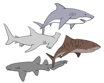 Shark clip art.